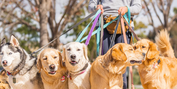 dog walking services